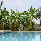 Pisang Ceylon Banana Plant