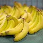 Pisang Ceylon Banana Plant