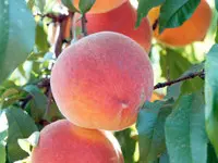 Belle of Georgia Peach Tree
