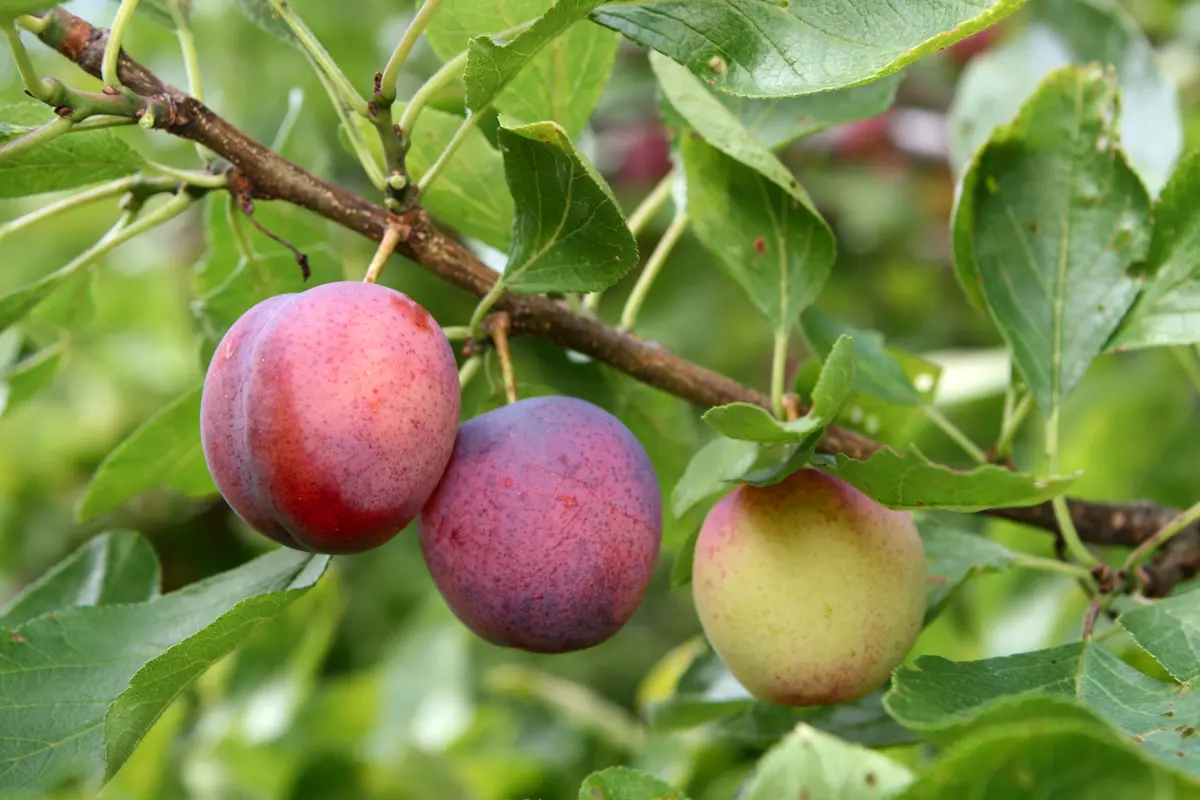 Methley Plum Tree