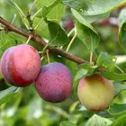 Methley Plum Tree