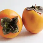 Hachiya Persimmon Tree