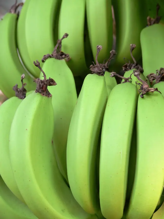 Lady Finger Banana Plant Lady Finger Banana Plant