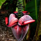 Ice Cream Banana Plant