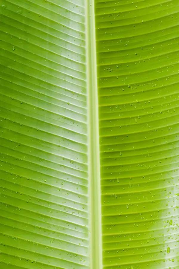 Gran Nain Banana Plant Gran Nain Banana Plant