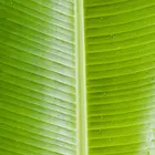 Gran Nain Banana Plant