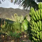 Gran Nain Banana Plant
