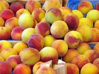 Early Elberta Peach Tree
