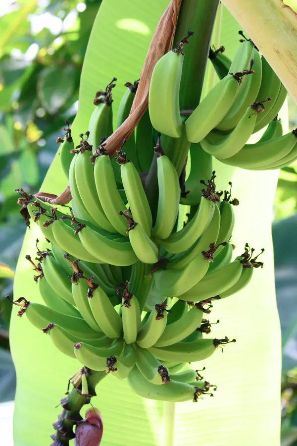 Dwarf Cavendish Banana Plant