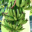 Dwarf Cavendish Banana Plant