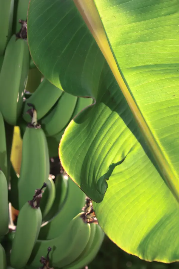 Dwarf Cavendish Banana Plant
