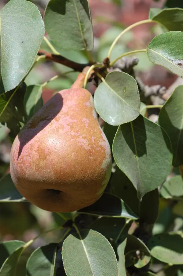 Comice Pear Tree Comice Pear Tree