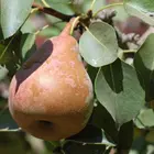 Comice Pear Tree