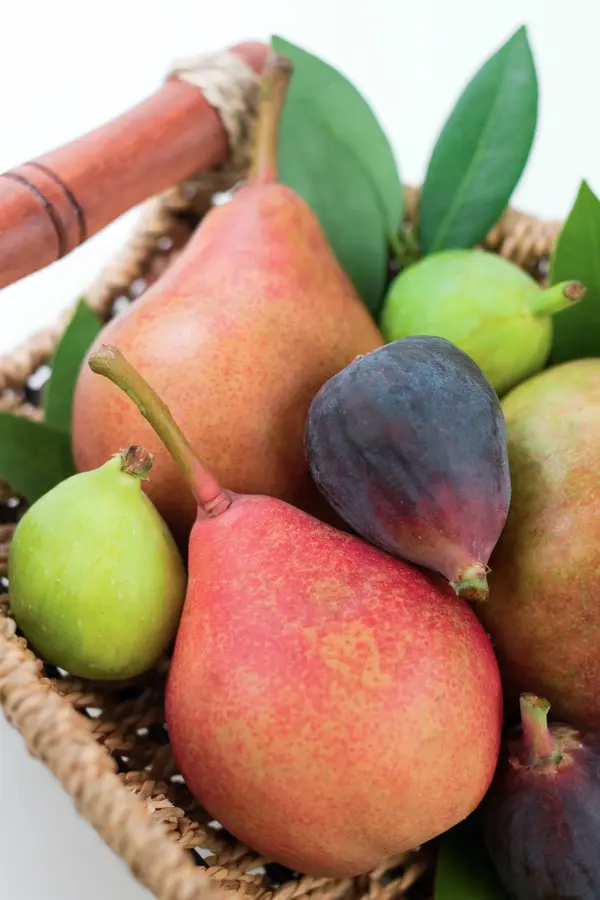 Sugar Pear Tree Sugar Pear Tree