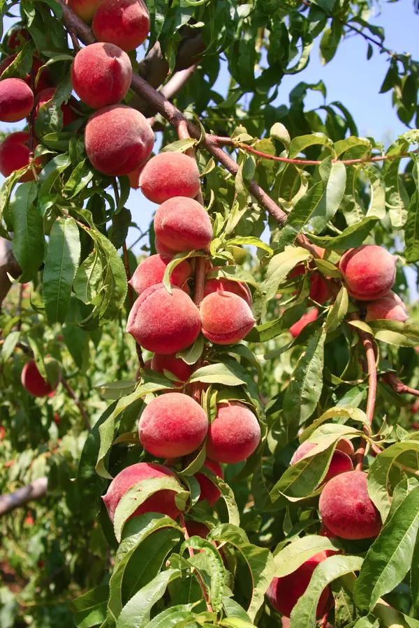 FlordaPrince Peach Tree FlordaPrince Peach Tree