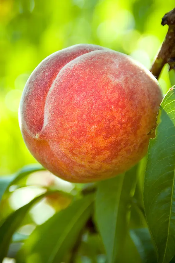 Tropi-Berta Peach Tree Tropi-Berta Peach Tree