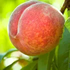 Tropi-Berta Peach Tree