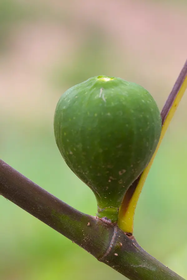 White Kadota Fig Tree White Kadota Fig Tree