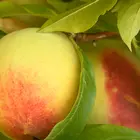 Early Elberta Peach Tree