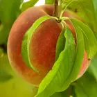 FlordaKing Peach Tree