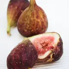 Texas Everbearing Fig Tree