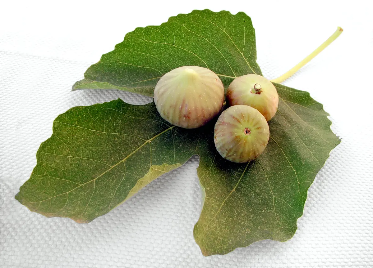 Peter's Honey Fig Tree Peter's Honey Fig Tree