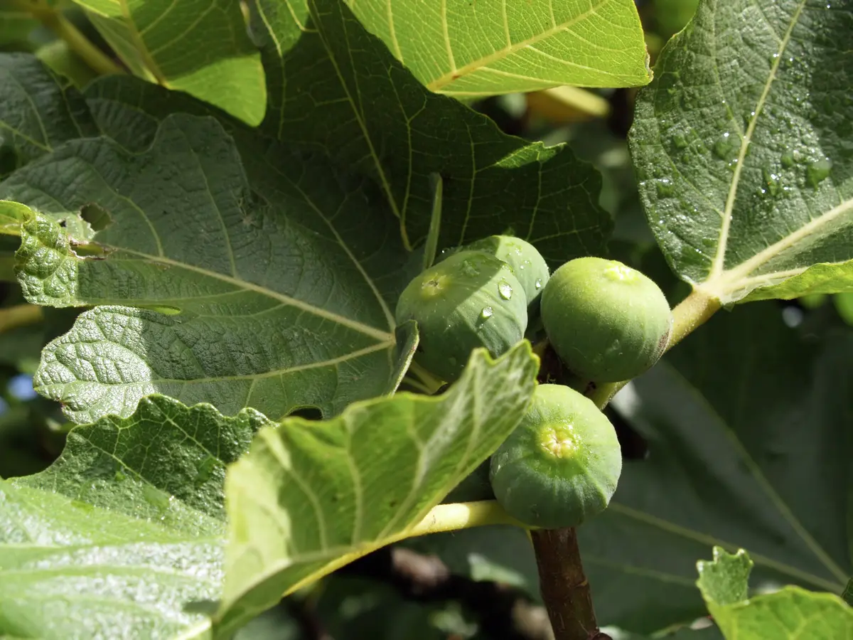 Peter's Honey Fig Tree Peter's Honey Fig Tree