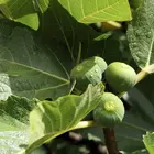 Peter's Honey Fig Tree