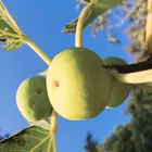 Desert King Fig Tree