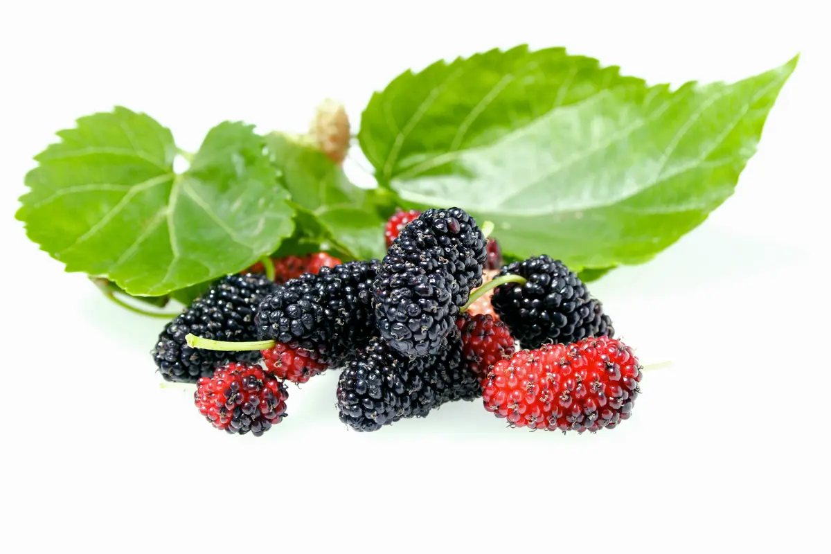 Pakistan Mulberry Tree