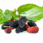 Pakistan Mulberry Tree