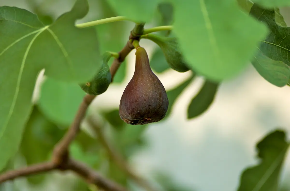 Black Mission Fig Tree Black Mission Fig Tree