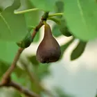 Black Mission Fig Tree