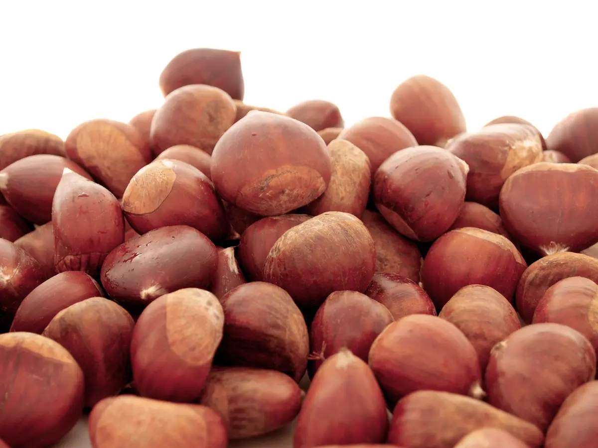 Nevada Chestnut Tree