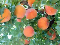 Elberta Peach Tree