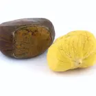 Chinese Chestnut Tree
