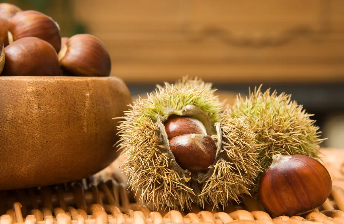Chinese Chestnut Tree