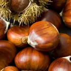 American Chestnut Tree