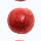 Plumcot Hybrid Plum Tree