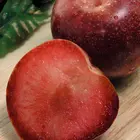 Plumcot Hybrid Plum Tree