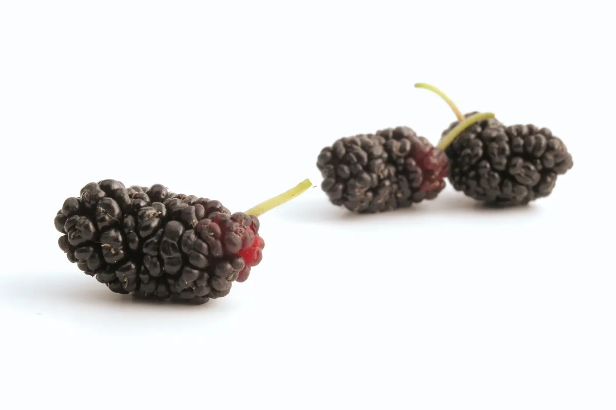 Black Beauty Mulberry Tree