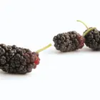 Black Beauty Mulberry Tree