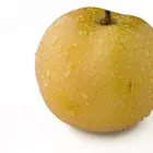 Chojuro Asian Pear Tree