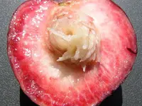 Indian Blood Peach Tree