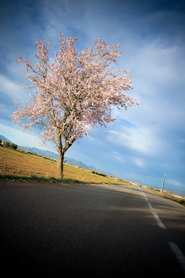 Ne Plus Almond Tree Ne Plus Almond Tree
