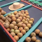 Hosui Asian Pear Tree