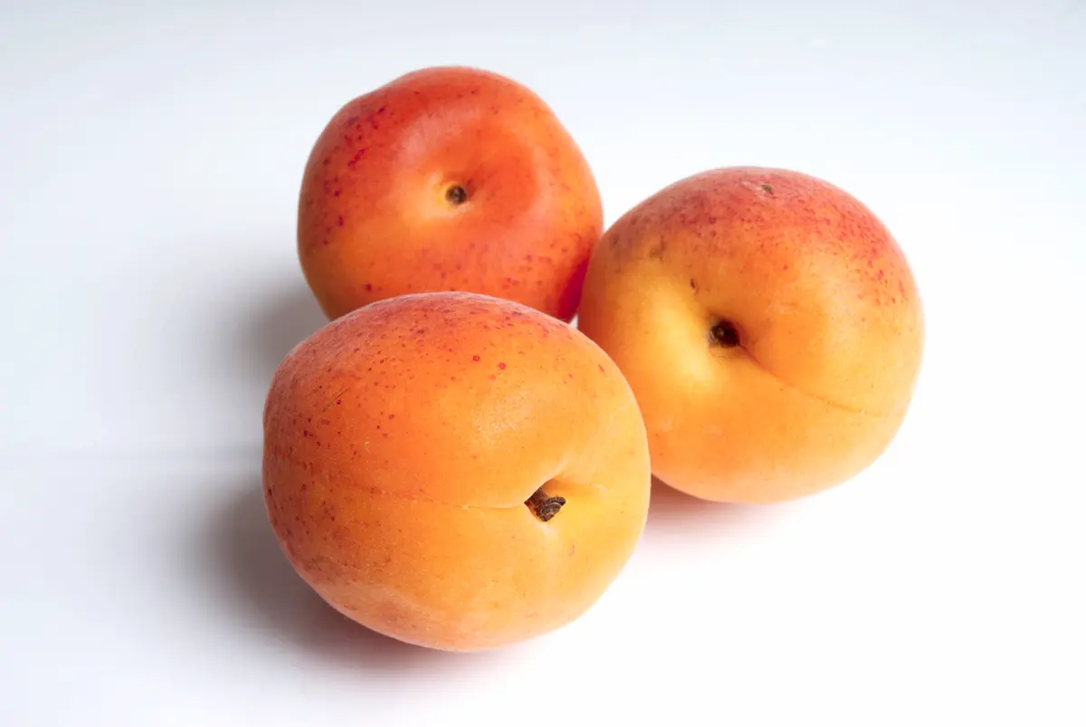 Royal Apricot Tree