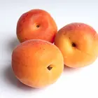 Royal Apricot Tree