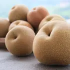 Shinko Asian Pear Tree