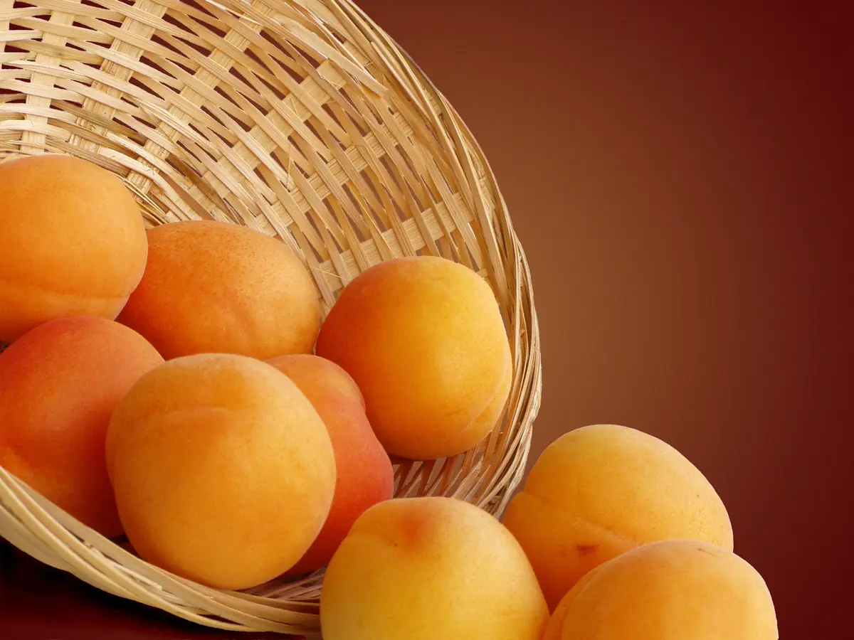 Royal Apricot Tree